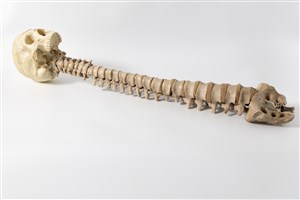 Image description is not available for 1983.44.1